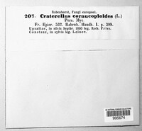 Craterellus cornucopioides image